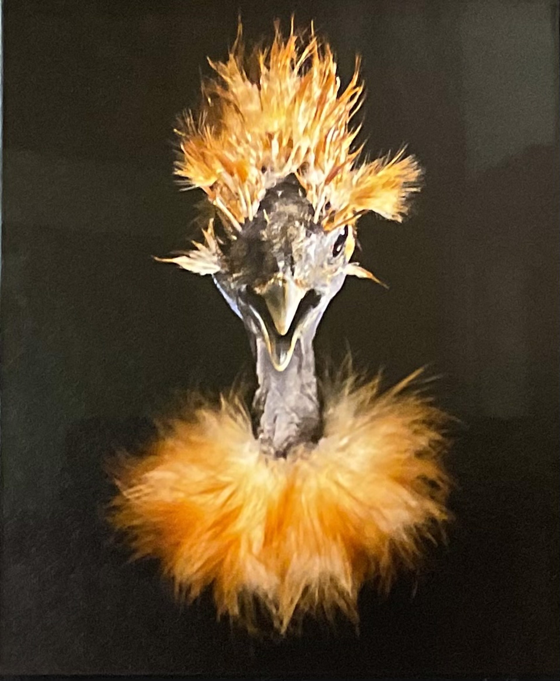 Naked Neck Silkie Chicken Oval By Evan Kafka Grand Bohemian Gallery