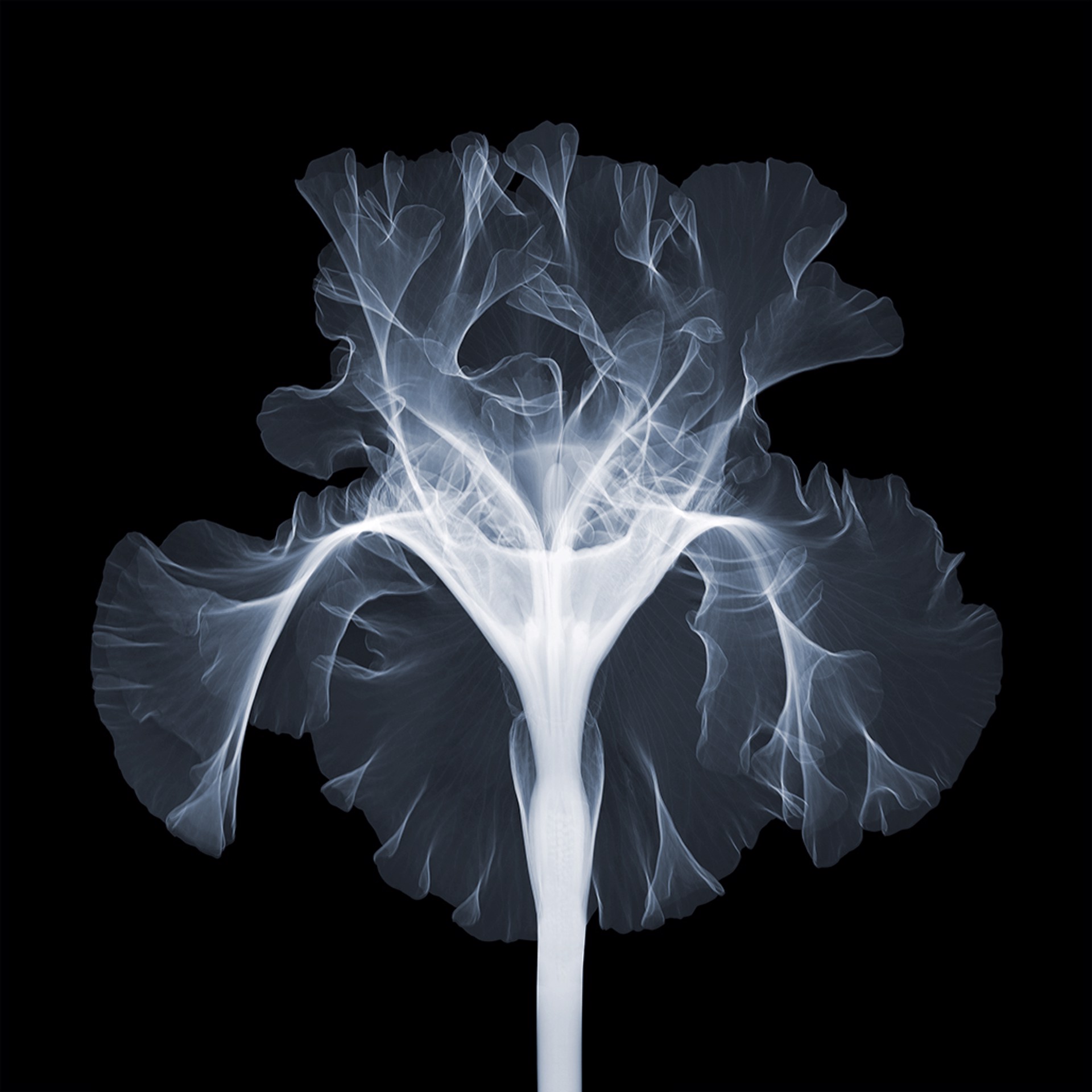 Nick Veasey Art Floral X-Ray