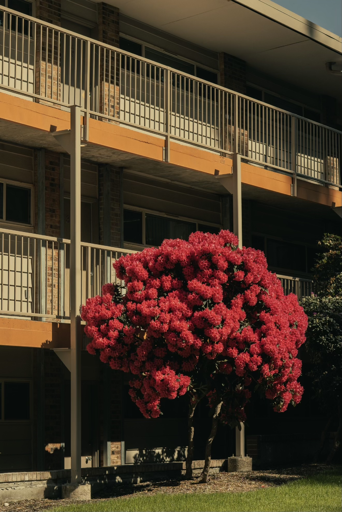 Rhododendron In Bloom