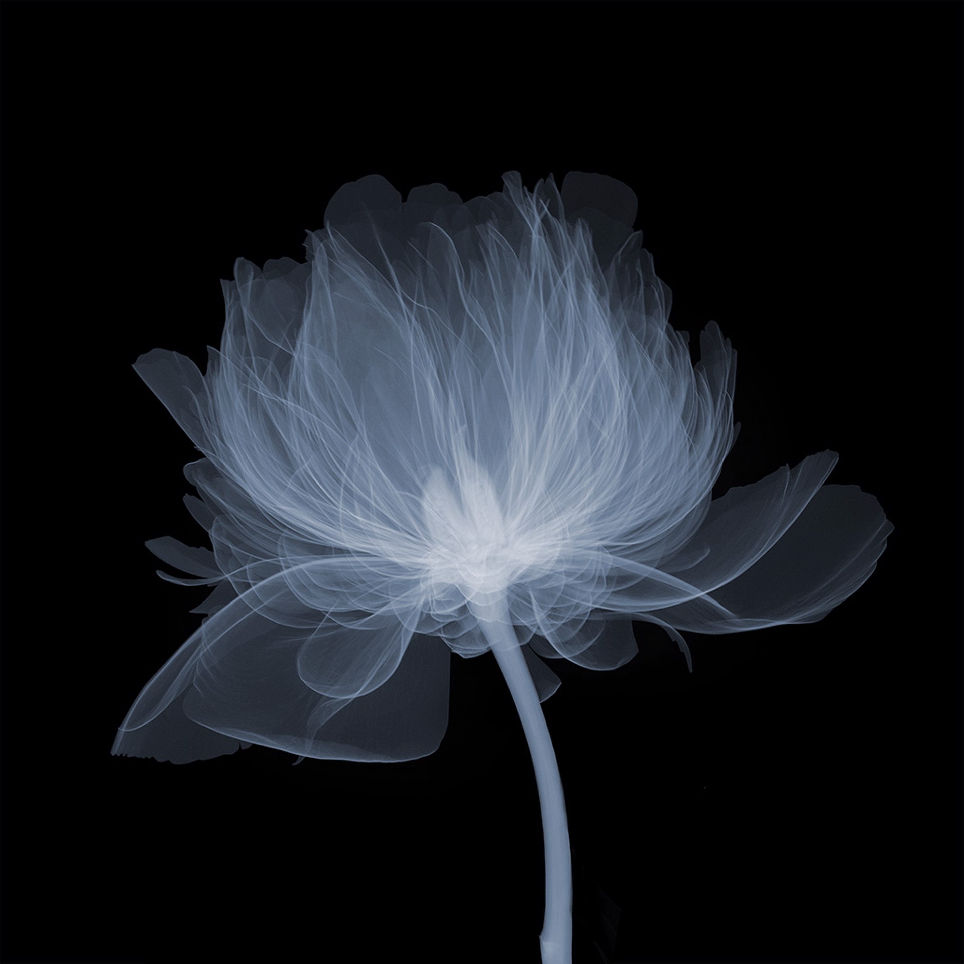Nick Veasey Art Floral X-Ray