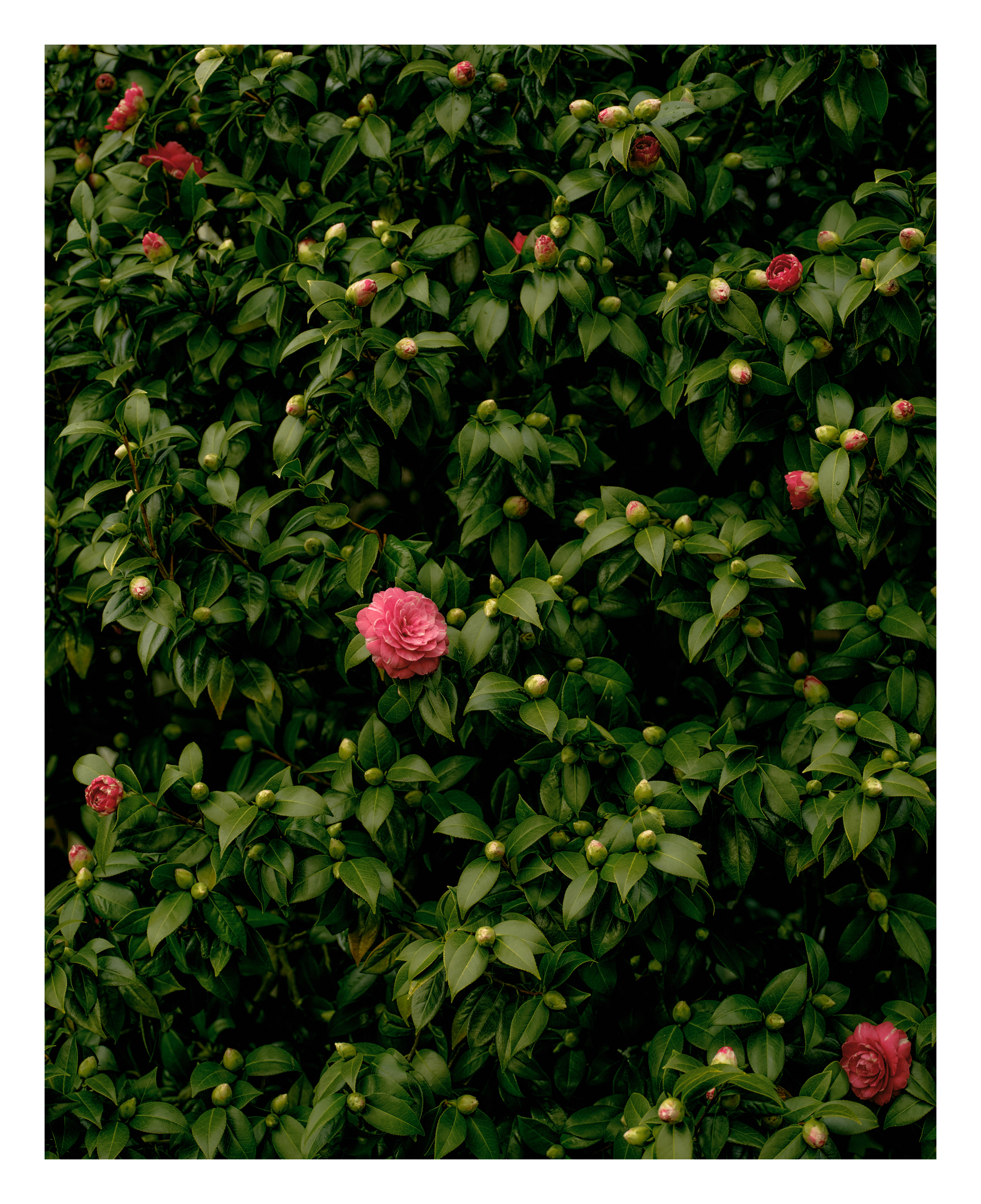 Camellias