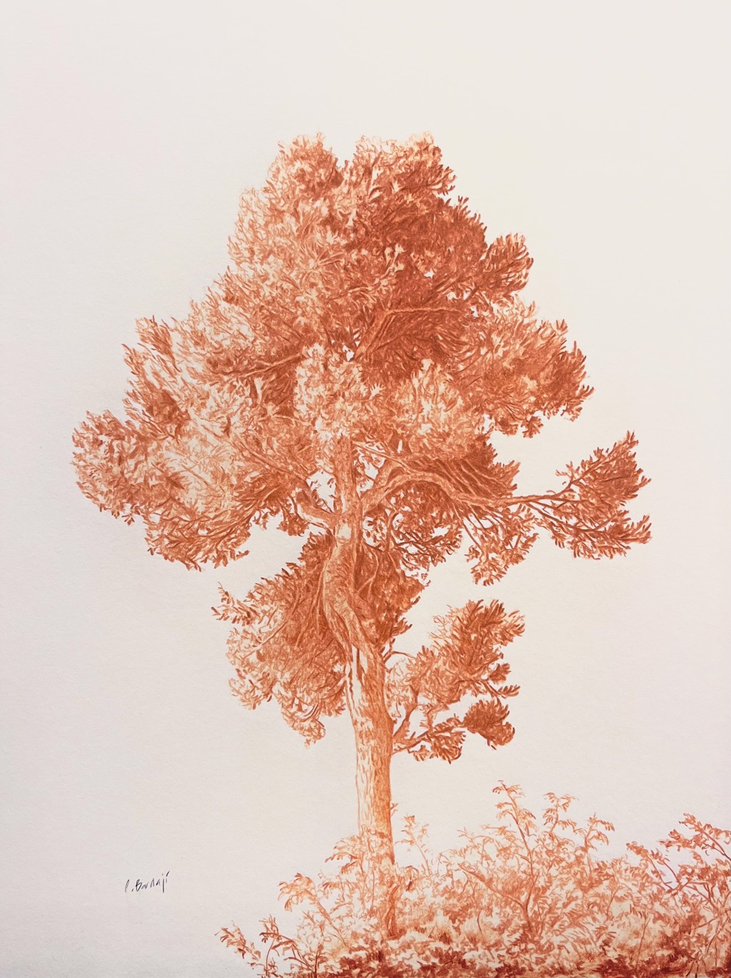 Arbol en Sanguina by Conchita Bardají