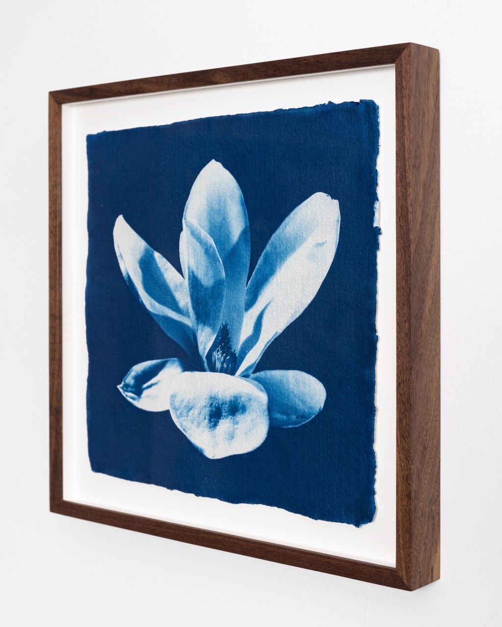 Blue Magnolia by Oliver Bernardi - FLORA | META