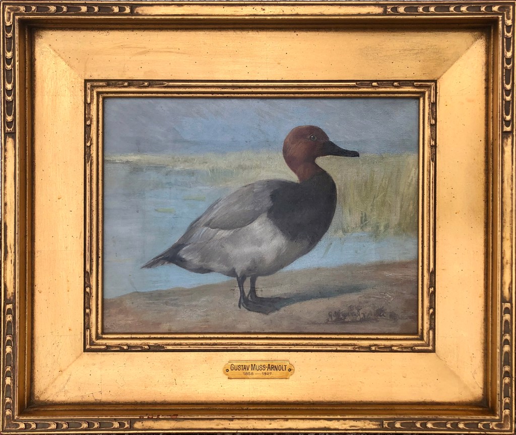 Redhead Duck by Gustav Muss-Arnolt