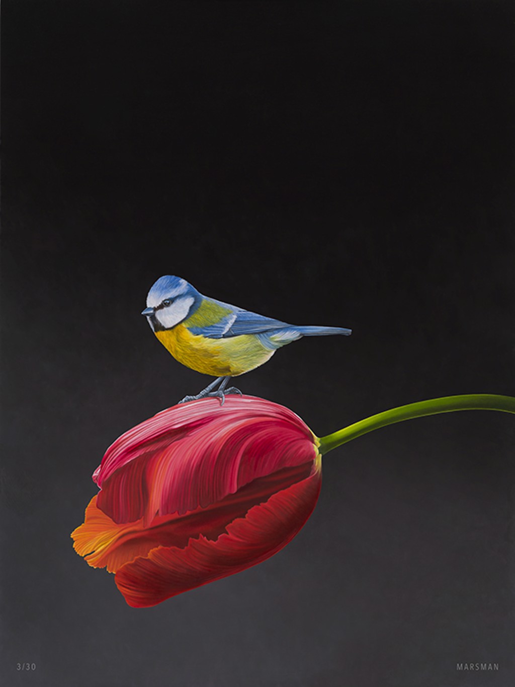 Blue Tit On A Dutch Tulip by Jean-Paul Marsman | Lahaina Galleries