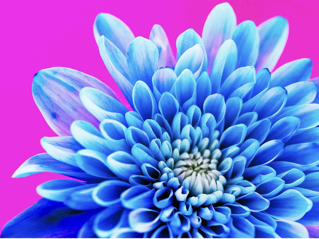 Earth Laughs In Flowers by Pamela Beck