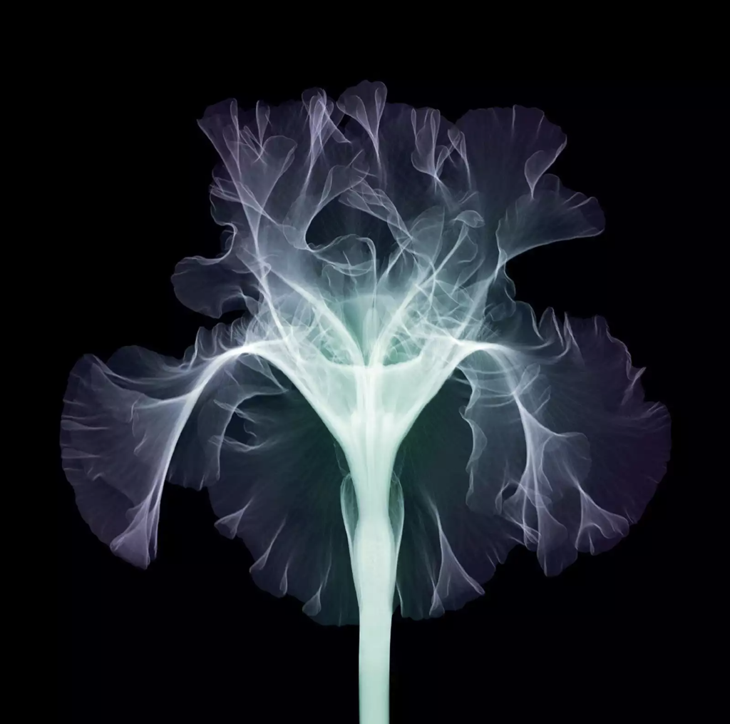 Bearded Iris by Nick Veasey