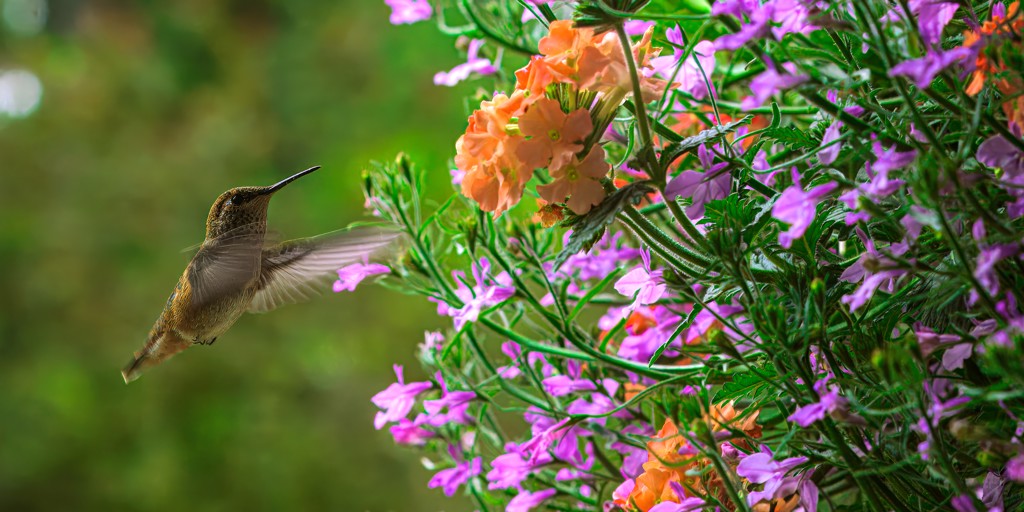 Hummingbird and Peach Geranium by Chuck Flewelling | Barlow Gallery
