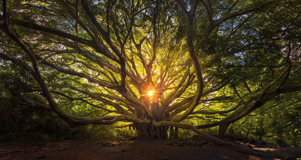 Kumula`au Morning Star by Bryan Pezman