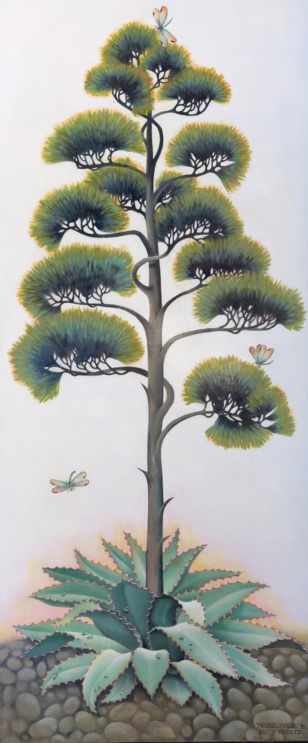 Agave Maria
