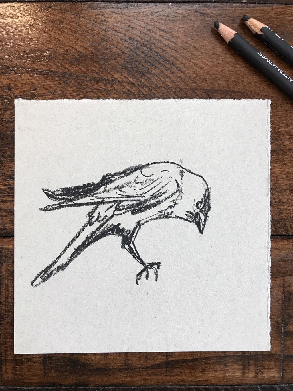 Jackdaw Sketch by Noelle Holler
