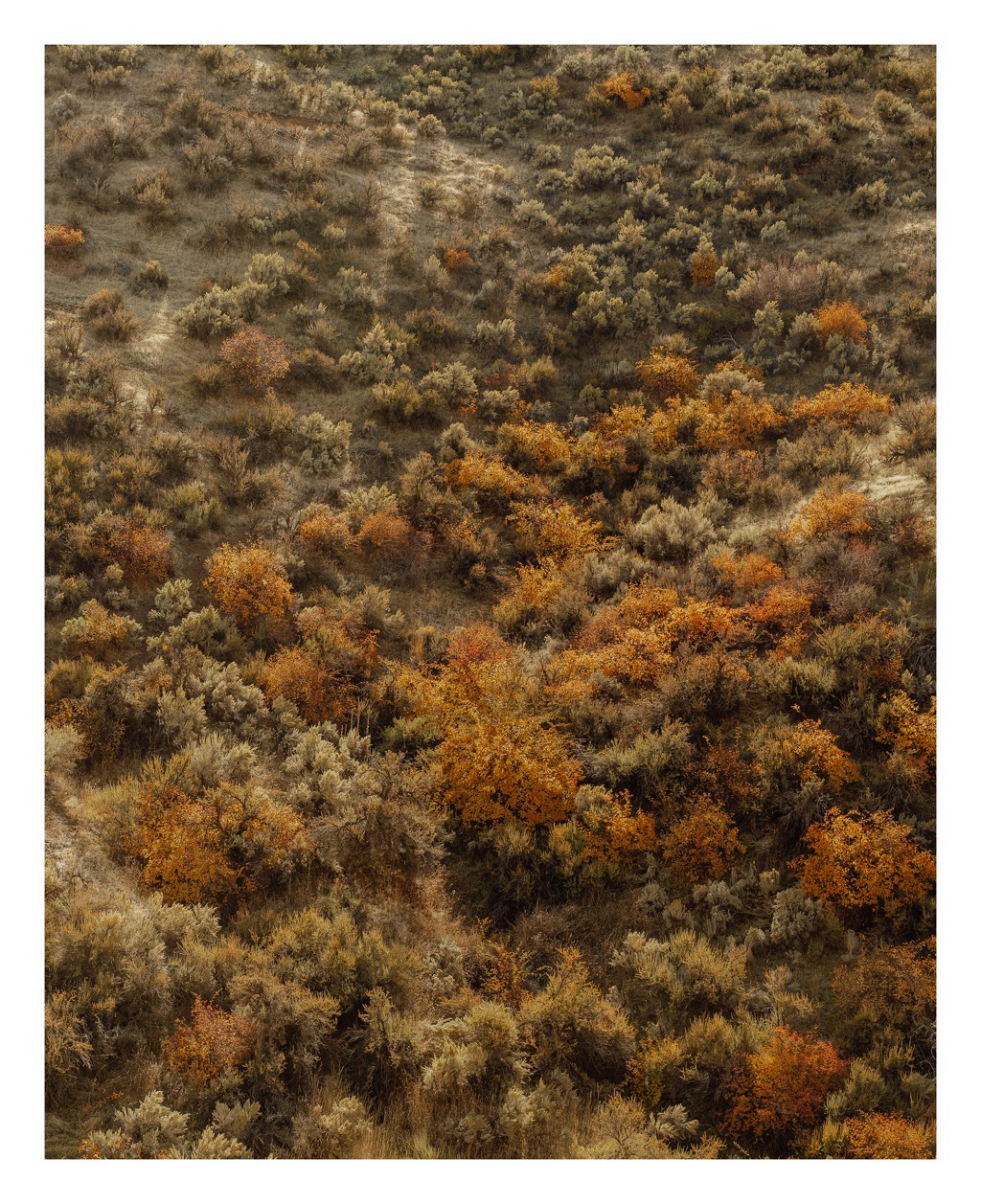 Foothills Sage by Ben Lindbloom