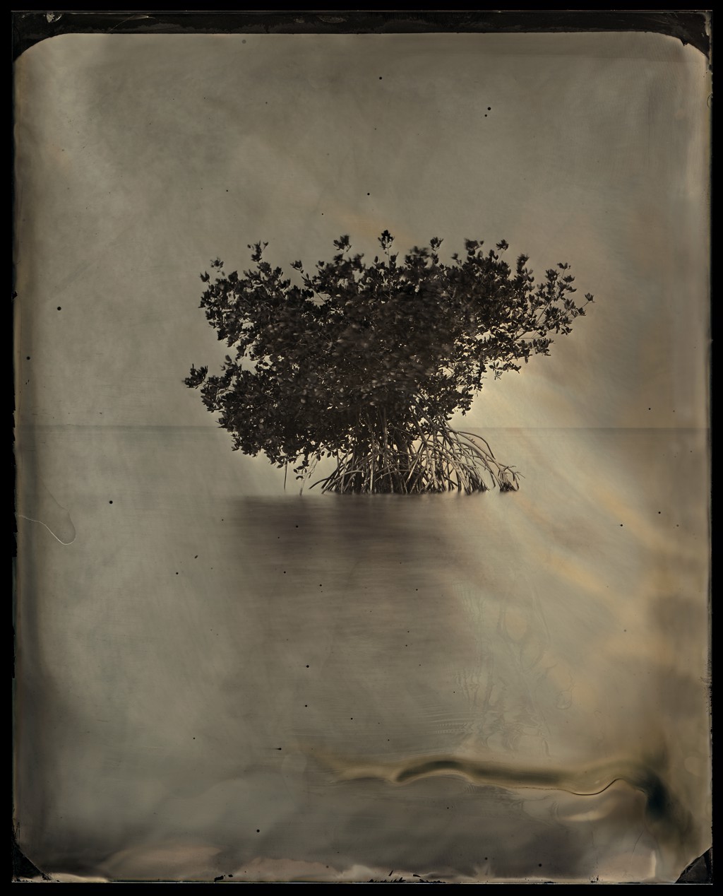 Lone Mangrove, Study No.30, Charley’s Pass, Florida by Montalvo & McCullers