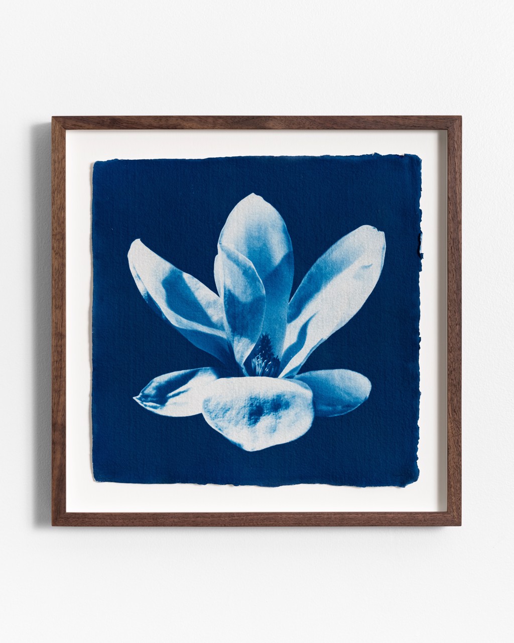 Blue Magnolia by Oliver Bernardi - FLORA | META