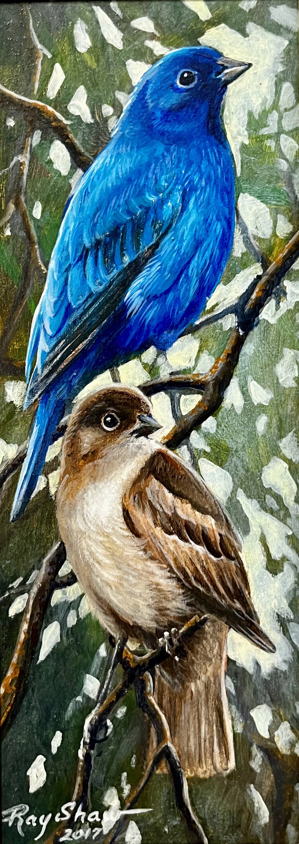 Sitting Pretty - Blue Bunting by Ray Shaw