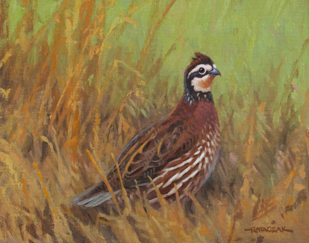 Portrait of a Bobwhite by Jim Rataczak