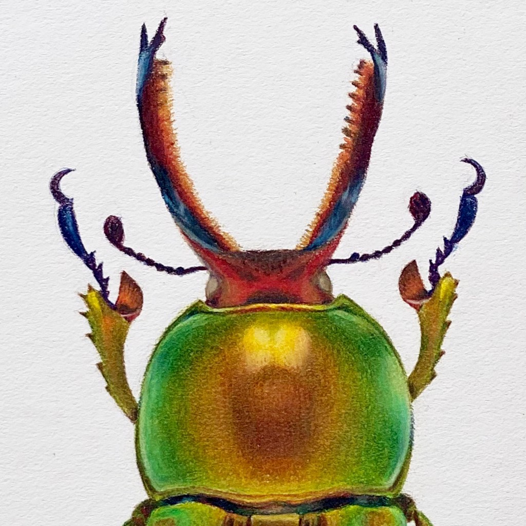 Coleoptera Chroma #3 by Hannah Hanlon