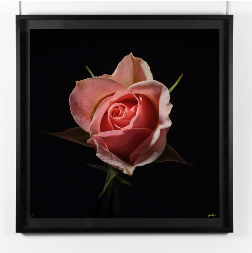 Rosa II by Oliver Bernardi - FLORA | META