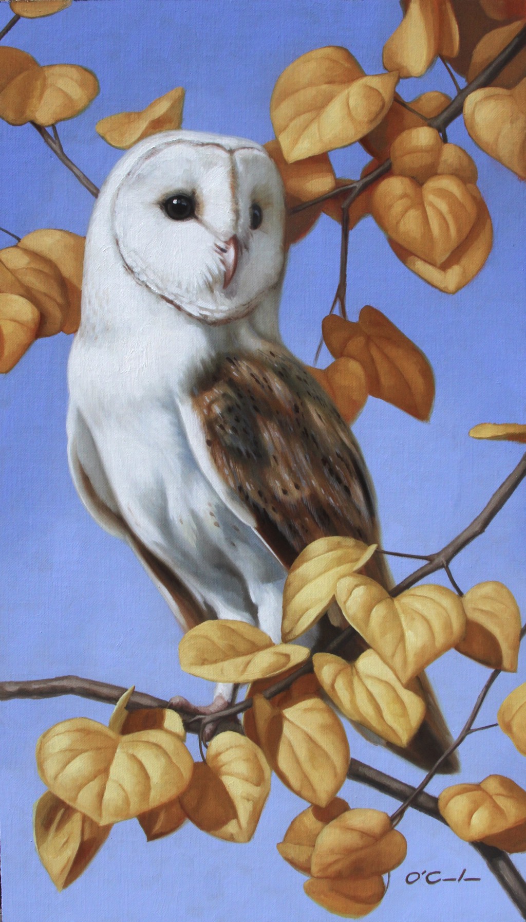 HOO ME? by Jennifer O'Cualain