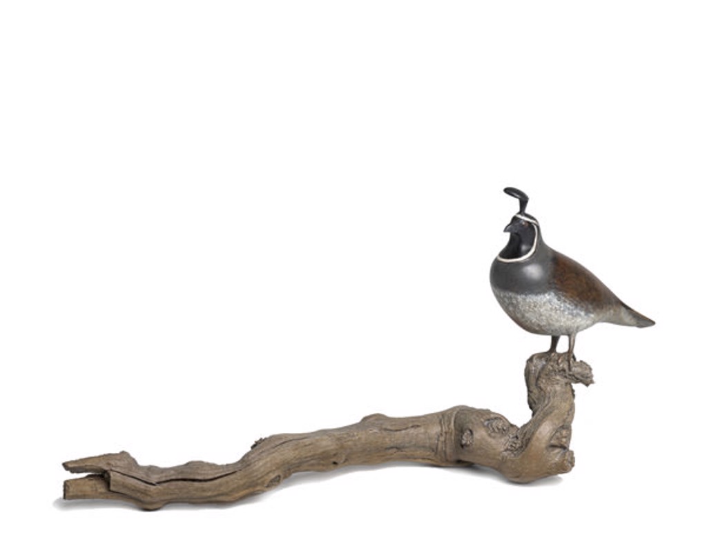 Californische kuifkwartel * Colin de Californie * California quail by Mark Dedrie
