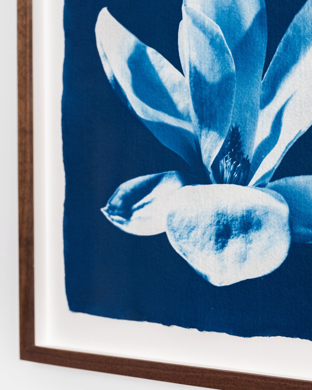 Blue Magnolia by Oliver Bernardi - FLORA | META