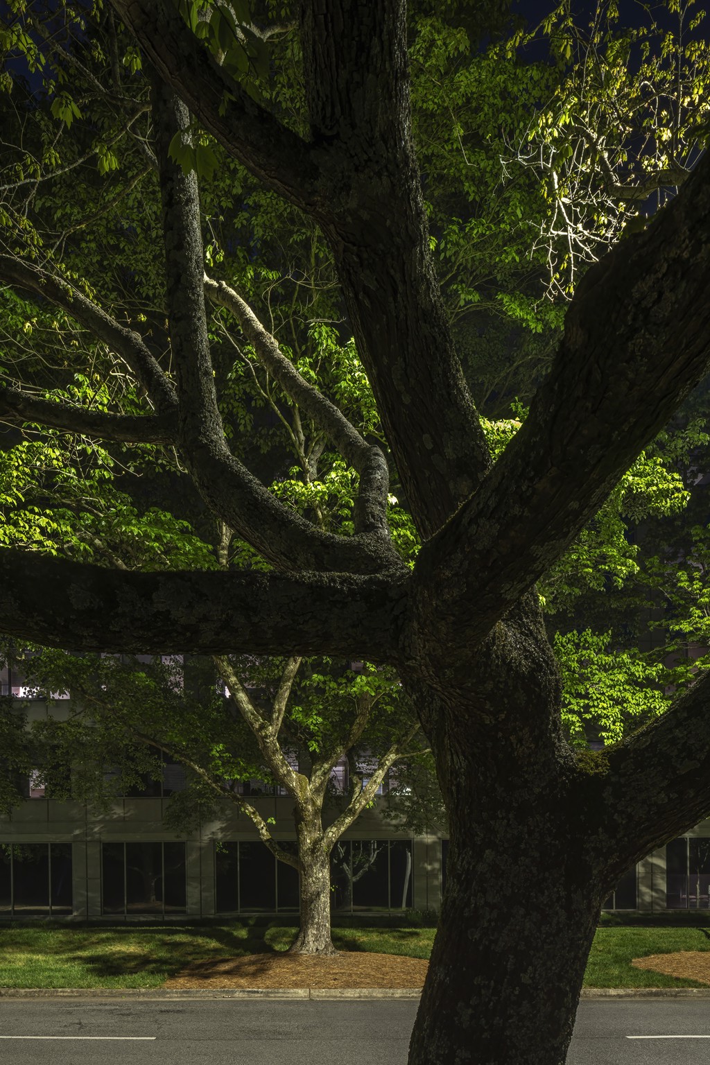 Red Maple #1, Atlanta, GA by Peter Essick