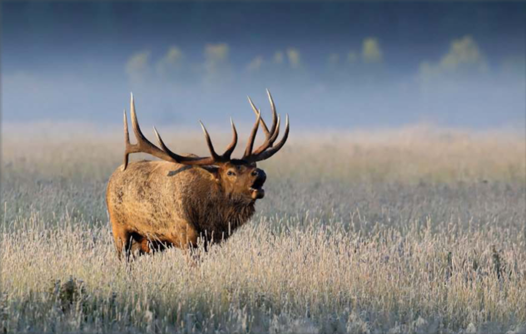 Elk by Kurt Bowman