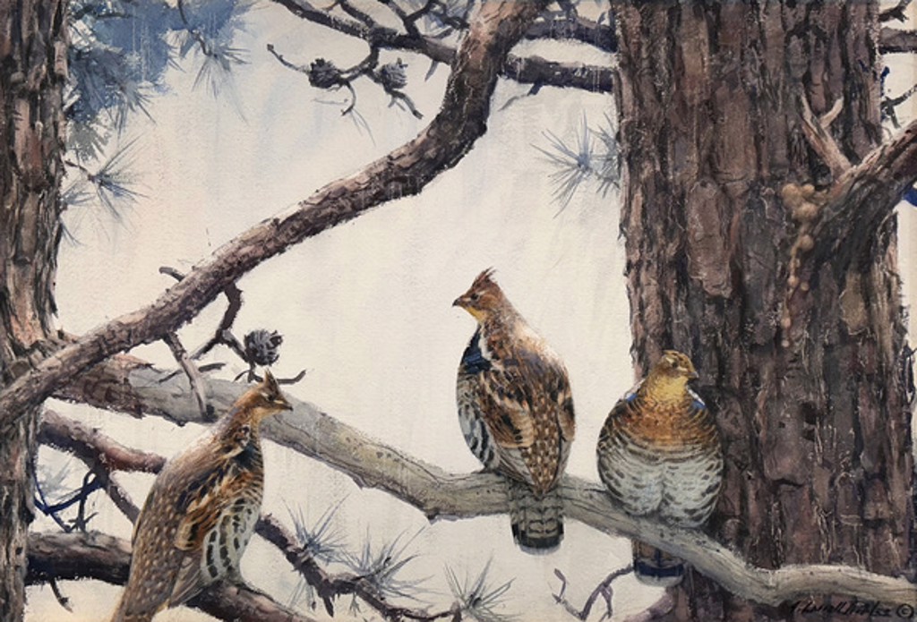 Three Grouse on a Hard Pine by Aiden L. Ripley