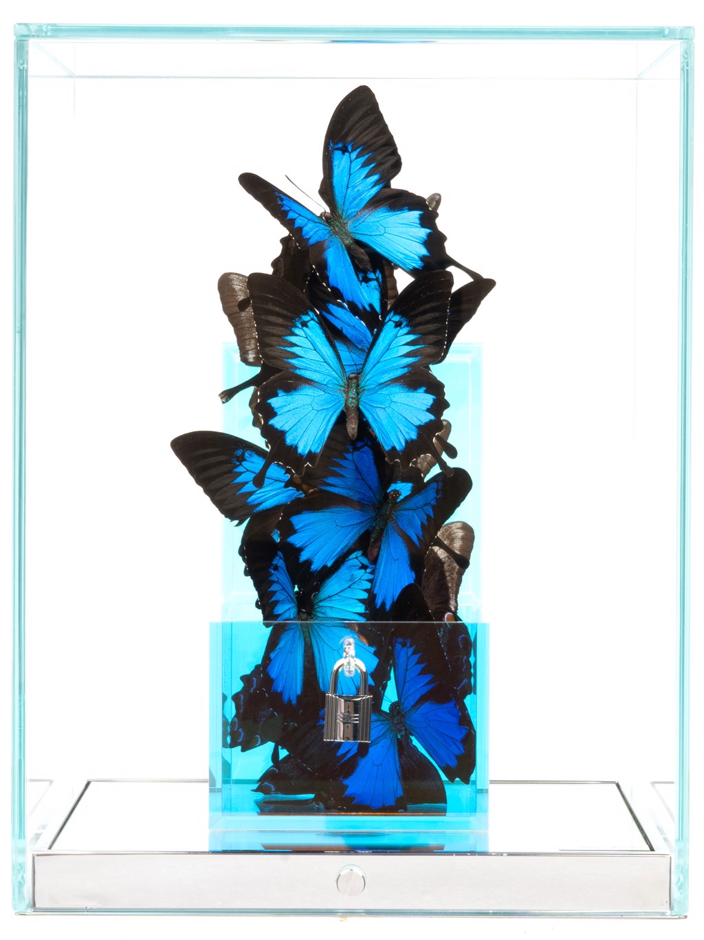 Roman Feral Love Lock Indonesia: bright blue butterflies with dark edges clustered above a small lock inside a transparent display.
