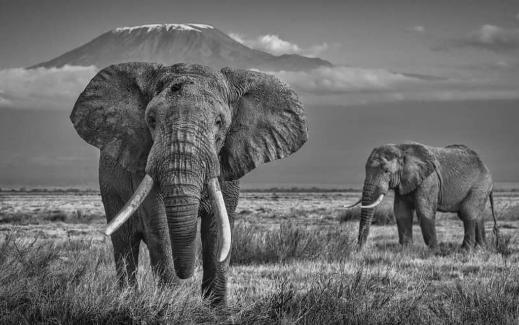  Collecting Photography as Fine Art