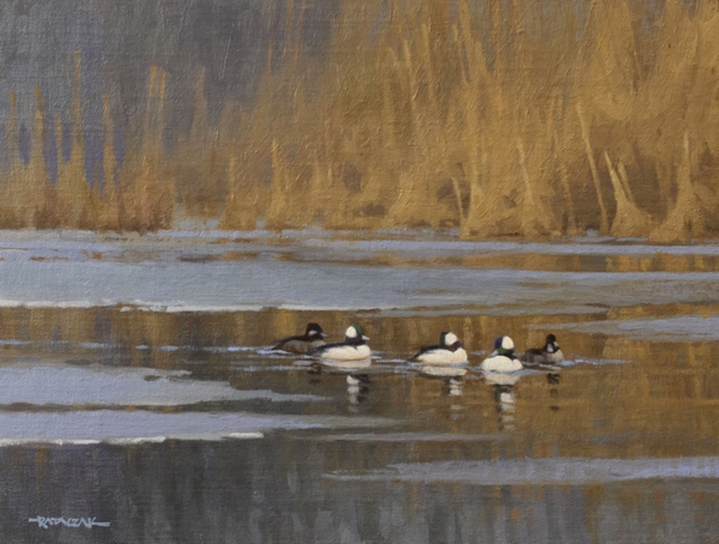 A Group of Buffleheads by Jim Rataczak