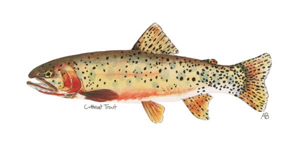 Cutthroat Trout by Andy Baybutt