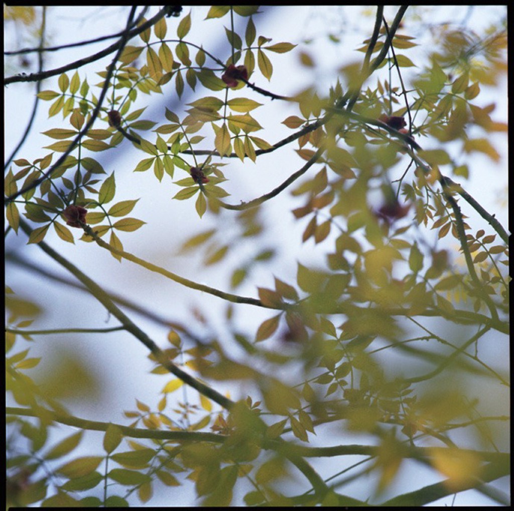 Hickory, Ohopee Dunes by Kathryn Kolb