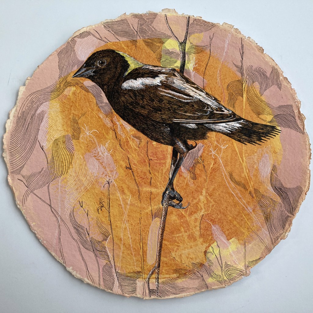 Vulnerable Bird Species of Iowa: Bobolink by Kirsten Furlong