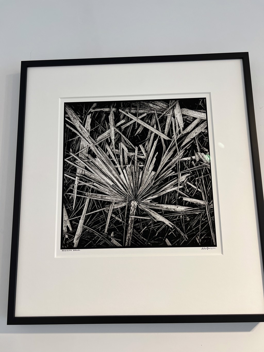 Palmetto Palm by Rob Brinson