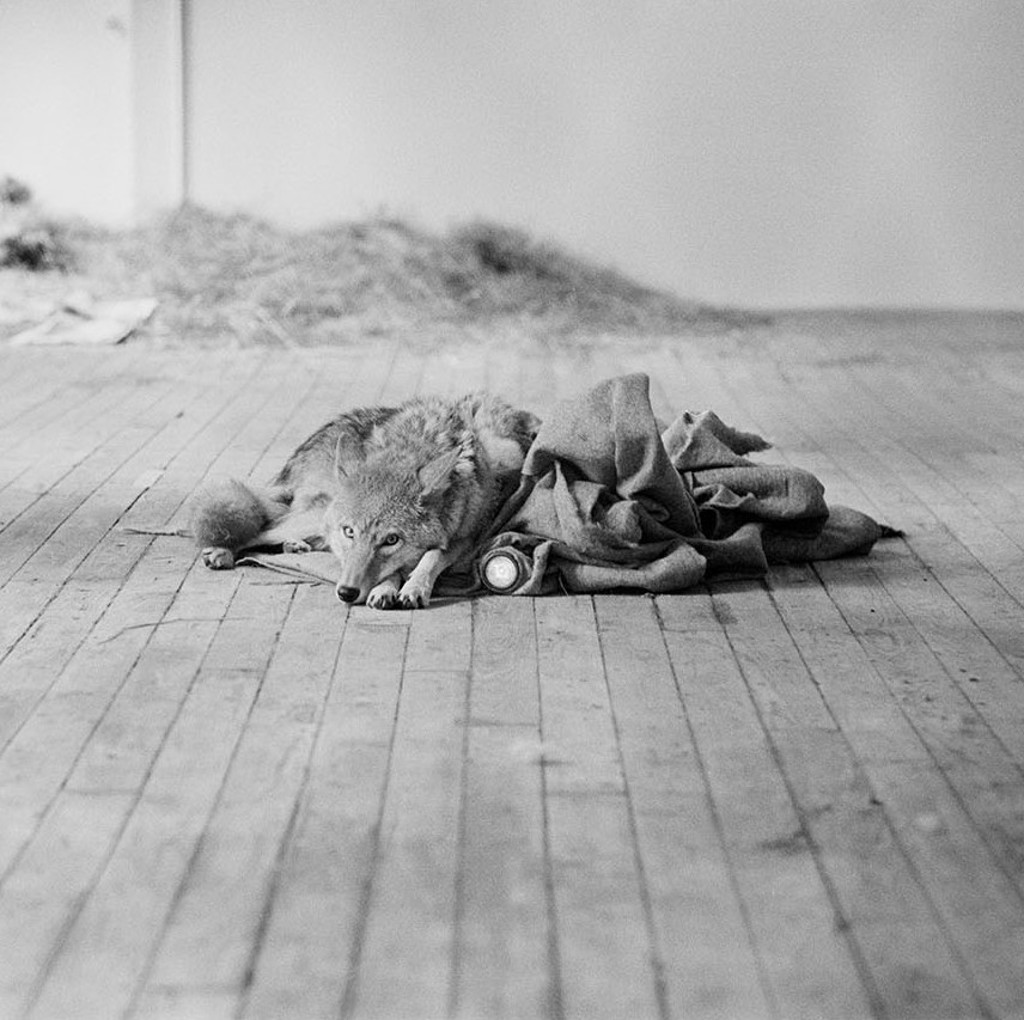 An Artist, a Coyote, and a Cage: Joseph Beuys in New York 1974 by Stephen Aiken