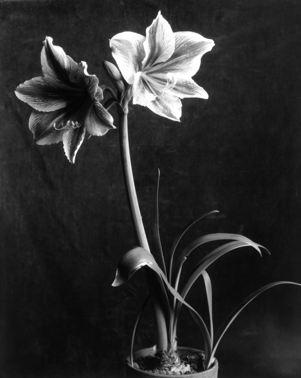 Amaryllis Flower, 1933 by Imogen Cunningham Archive | Imogen