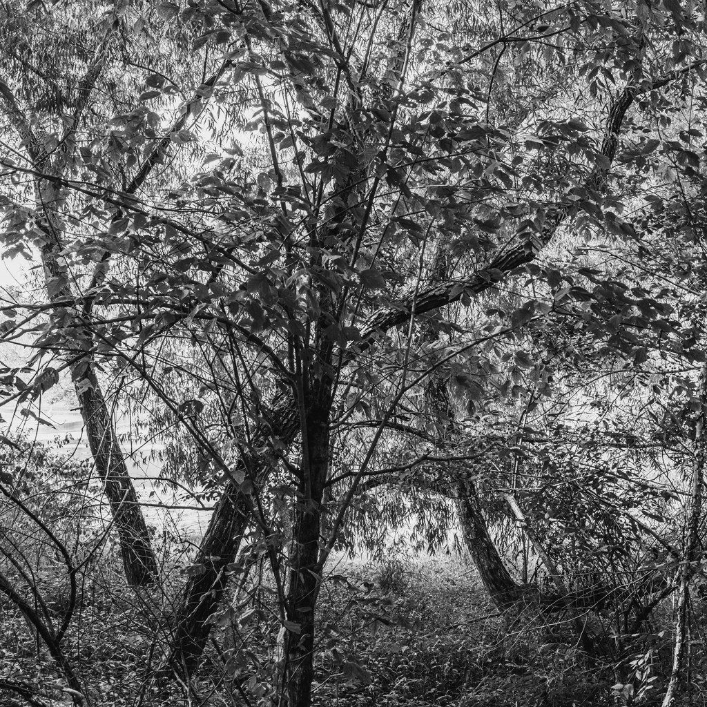 Summer Day on the Chattahoochee by Richard Skoonberg