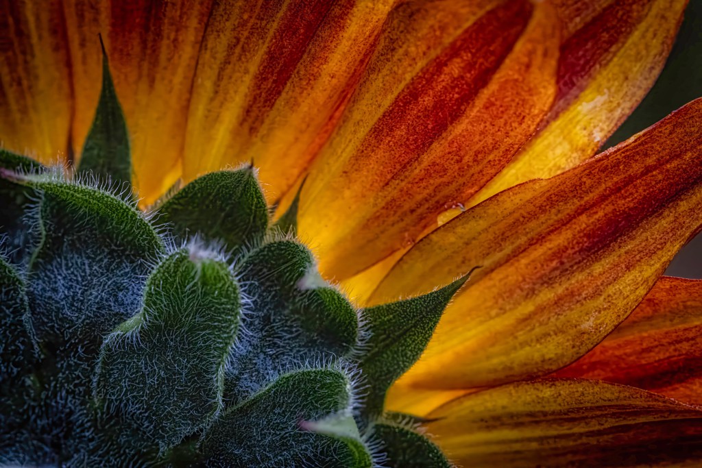 Macro Fusion by David Jacobs