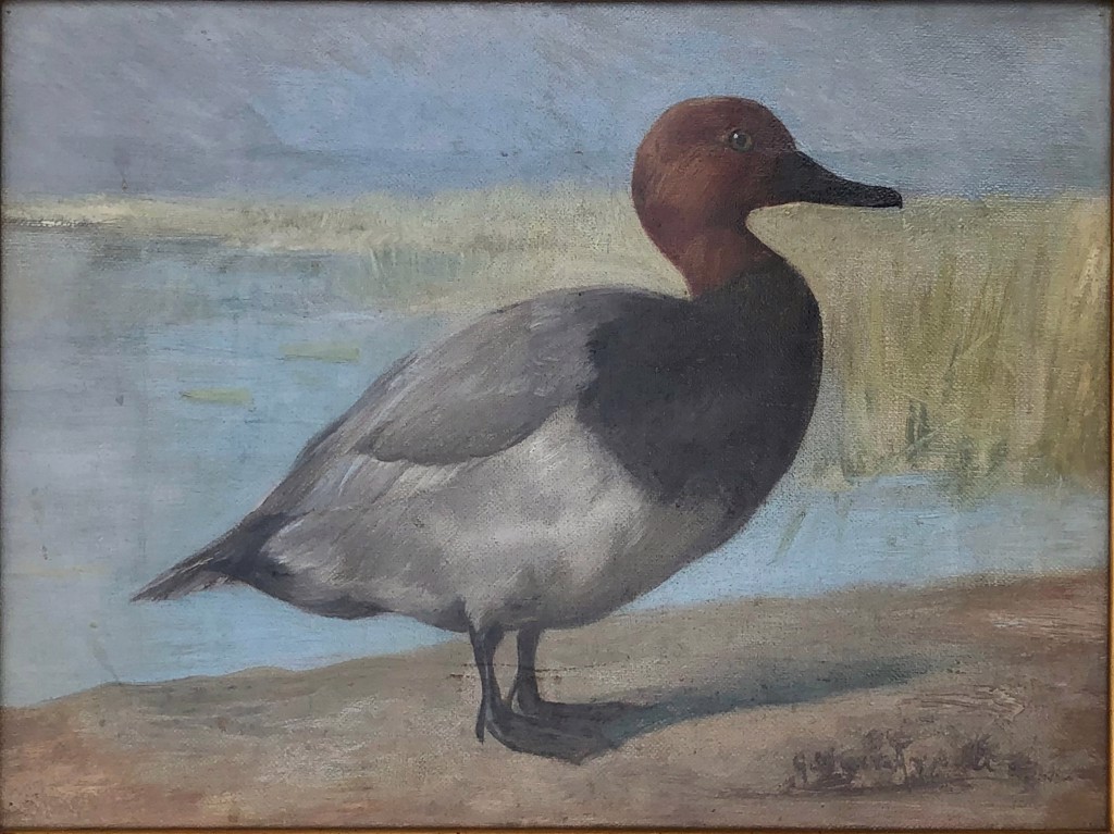 Redhead Duck by Gustav Muss-Arnolt