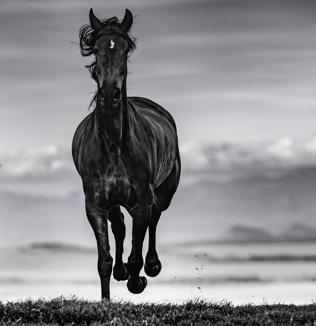 Black Beauty by David Yarrow