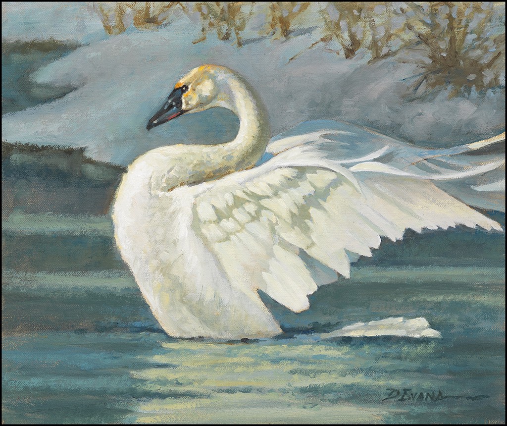TRUMPETER SWAN by David Evans
