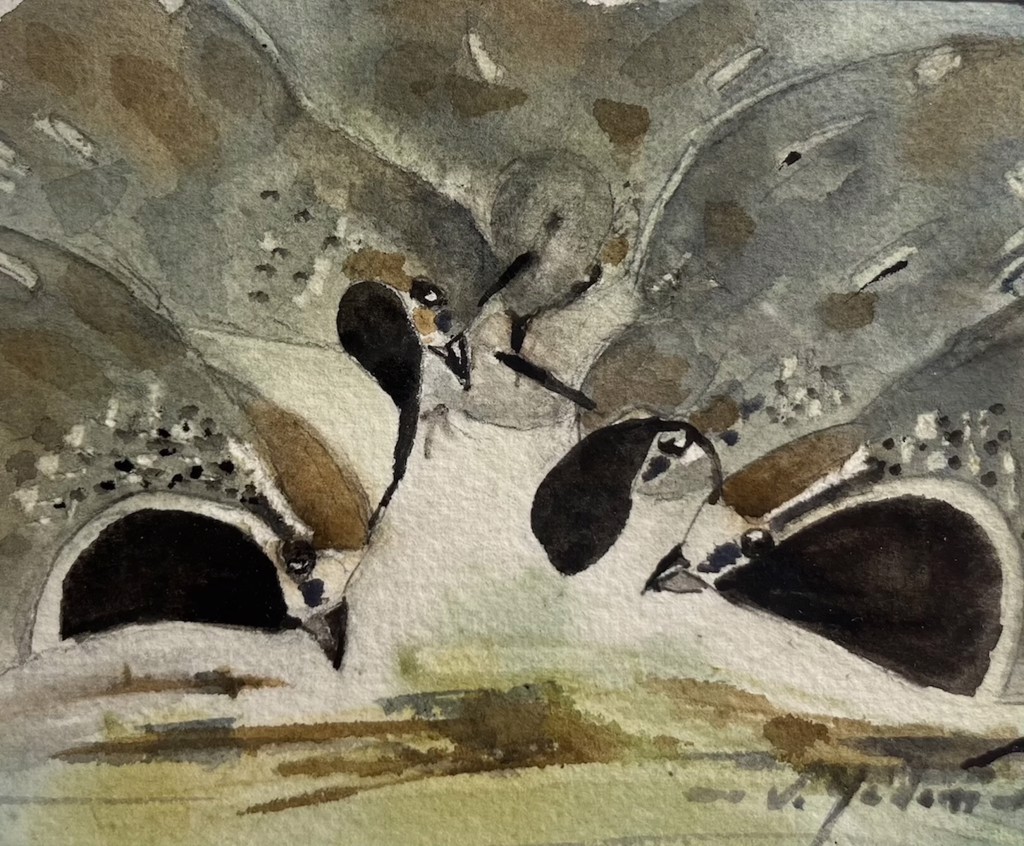 Curious Quail by Vern Yadon