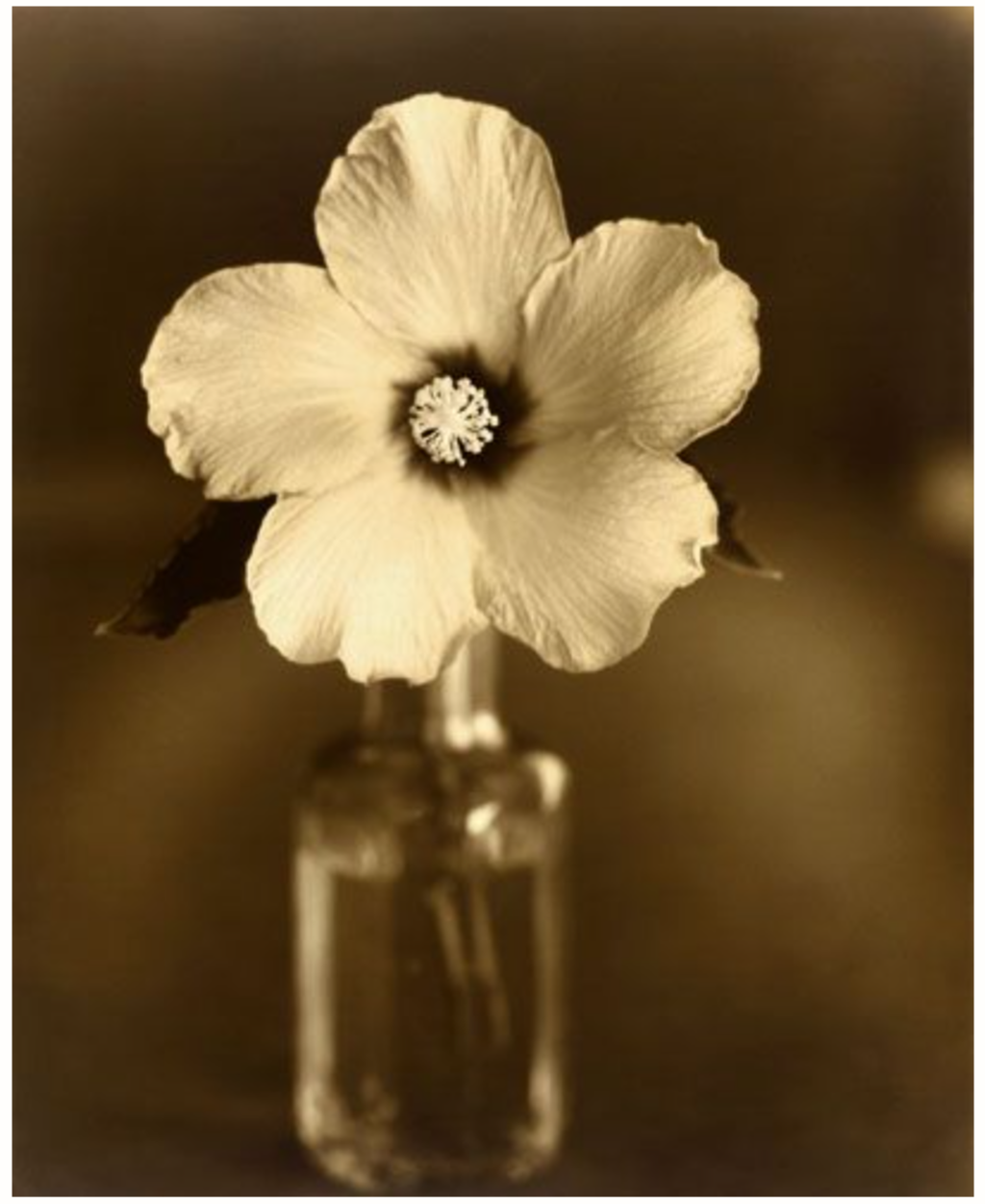 Evening Hibiscus by Jan Gauthier Evening Hibiscus by Jan Gauthier