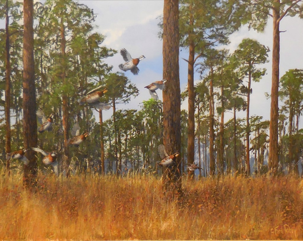 quail by C. Ford Riley