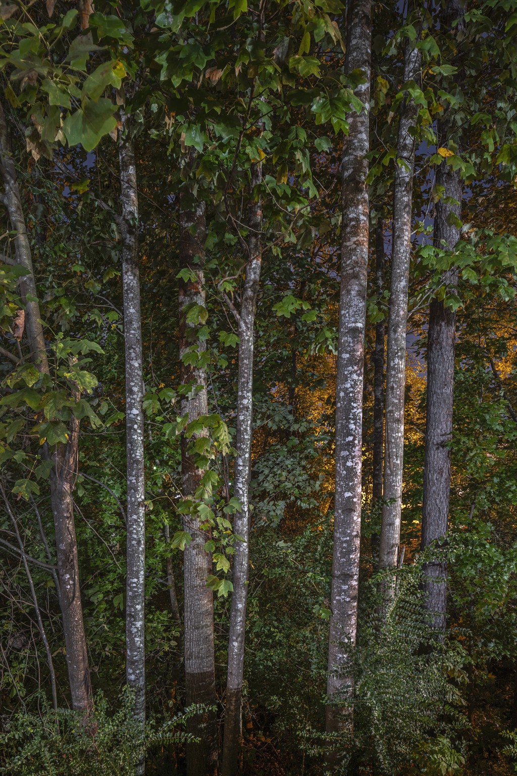 Tulip Poplars #1, Lilburn, GA by Peter Essick