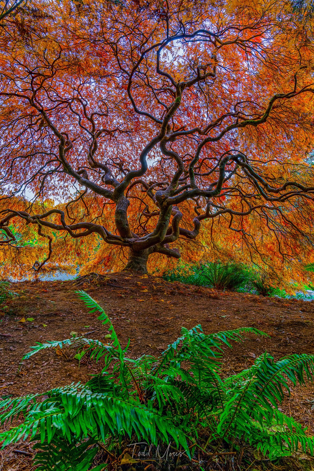 Neural Network Aflame by Todd Moses