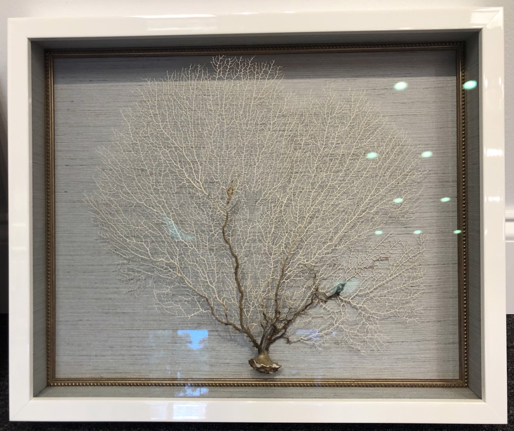FAN CORAL II by Adams Galleries