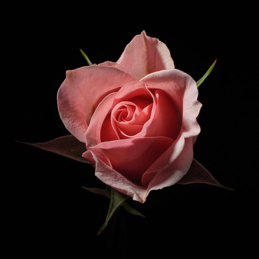 Rosa II by Oliver Bernardi - FLORA | META
