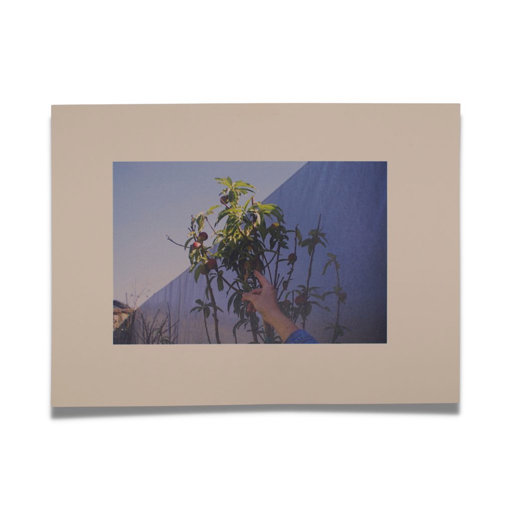 A Blooming Negev by Je'Jae Cleo Mizrahi